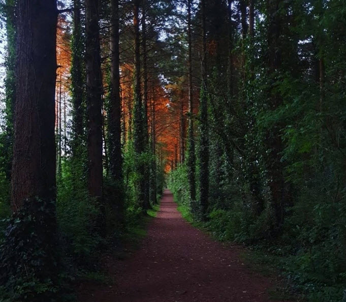 Monivea Woods, Ireland